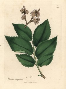 Common Elm Tree, Ulmus campestris by James Sowerby