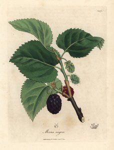 Common mulberry tree, Morus nigra by James Sowerby