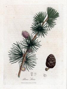 Common or European Meleze - European Larch Tree, Larix Decidua