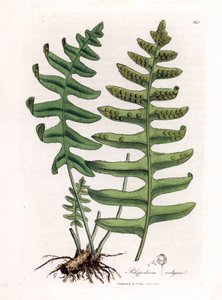 Common Polypoda or Wood Liquorice (Fern) - Common Polypody, Polypodium Vulgare