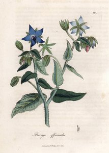 Compendial Borage by James Sowerby