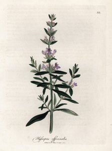 Compendial hyssop by James Sowerby