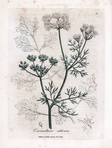 Coriander