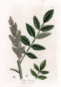 Corroyere or sumac of corroyeurs or travelers - Elm-leaved sumac, Rhus coriaria by James Sowerby