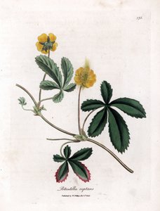 Creeping Cinquefoil or Common Cinquefoil, Potentilla reptans (Handcoloured copperplate engraving) by James Sowerby