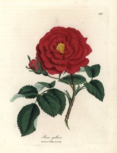 Crimson officinal rose, Rosa gallica