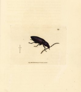 Ctenicera Cuprea Beetle (Handcoloured Copperplate Engraving by James Sowerby from The British Miscellany) by James Sowerby