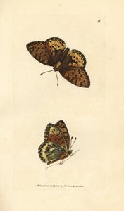 Dark green fritillary, Argynnis aglaia