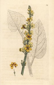Dark Mullein, Verbasum nigrum