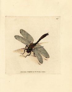 Downy emerald dragonfly, Cordulia aenea