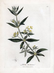 Dyer