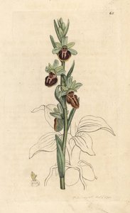Early Spider Orchid, Ophrys sphegodes by James Sowerby