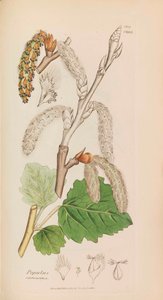 English Botany