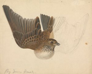 Eurasian Skylark
