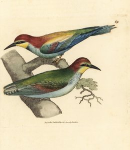 European bee-eater, Merops apiaster. Male and female