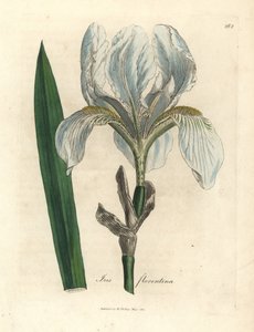 Florentine iris, Iris florentina