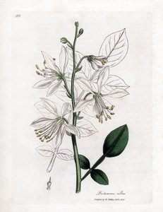 Fraxinelle - White Fraxinella or Bastard Dittany, Dictamnus Albus by James Sowerby
