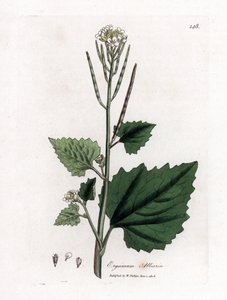 Garlic Mustard, Alliaria Petiolata