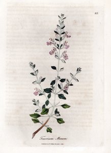 Germandree marum or germandree of cats - Cat thyme, Teucrium marum
