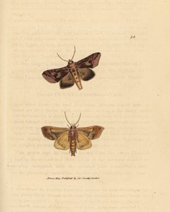 Gold spangle moth, Autographa bractea (Phalaena Noctua bractea)