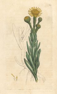 Golden Samphire