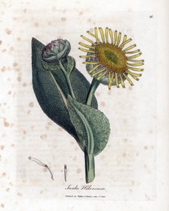 Grande Aunee - Elecampane, Inula Helenium