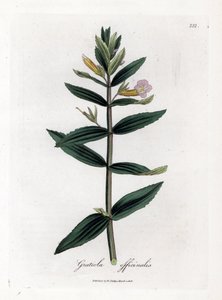 Gratiole Officinale or Hedge-hyssop, Gratiola officinalis (Handcoloured copperplate engraving)