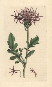 Greater Knapweed by James Sowerby