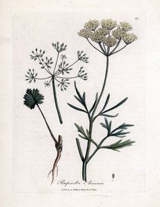 Green Anise, Pimpinella anisum