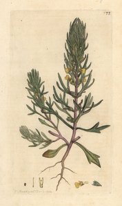 Ground Pine
