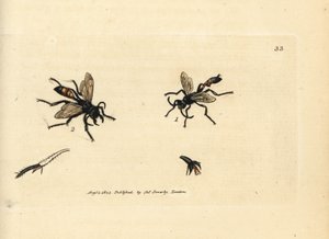 Hairy sandwasp, Podalonia hirsuta