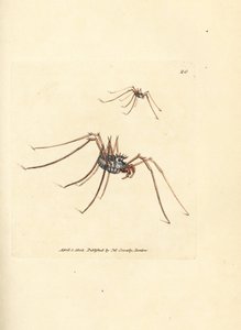 Harvestman Spider, Megabunus diadema by James Sowerby