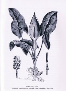 Herb Paris, Nature in Britain by James Sowerby