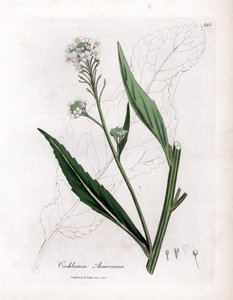 Horseradish or Cranson - Horseradish, Armoracia Rusticana