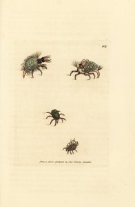 Larva of the Hemerobius (lacewing) clothed in lichen, with mite, Acarus amictus and little basket mite, Acarus corbicula