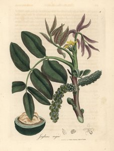 Leaves, Yellow Flower and Nut of the Common Walnut Tree