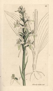 Lesser Butterfly Orchis, Platanthera bifolia by James Sowerby