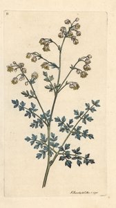 Lesser Meadow Street, Thalictrum minus. Handcoloured Copperplate Engraving after an Illustration by James Sowerby from James Smith