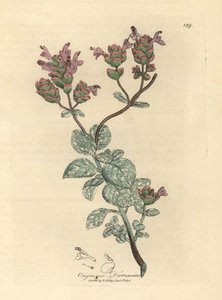 Lilac flowered dittany of Crete, Origanum dictamnus