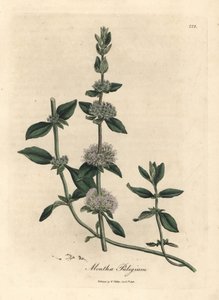 Lilac flowered pennyroyal mint, Mentha pulegium