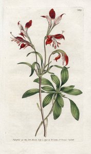 Lily of the Incas or Perou Lys (Lithography by James Sowerby, plate from the Botanical Magazine by William Curtis)