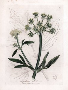 Liveche or Mountain Ache, Ligustium levistium