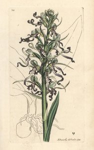Lizard orchid, Himantoglossum hircinum. Handcoloured copperplate engraving after an illustration by James Sowerby from James Smith
