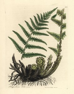 Male polypody fern, Polypodium filix mas