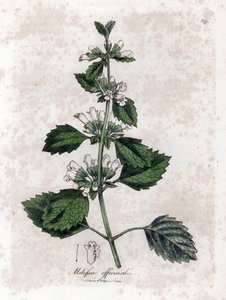 Melisse Officinale or Melisse Lemongrass - Common Balm, Melissa Officinalis by James Sowerby