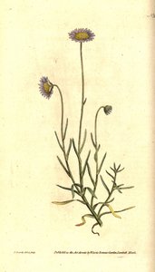 Mignonette Aster, Felicia tenella