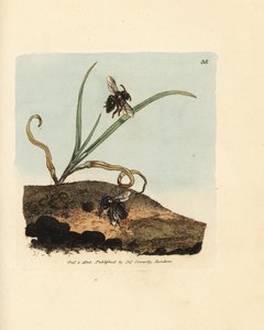 Mining bee, Andrena nigroaenea by James Sowerby