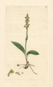 Musk Orchid