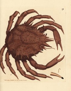 Norway King Crab or Northern Stone Crab, Lithodes maja by James Sowerby