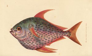 Opah, Lampris guttatus